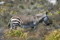 Bergzebra im Kap-Nationalpark