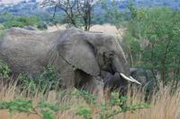 Safari im Pilanesberg-Nationalpark