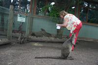 Im Featherdale Tierpark