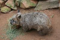 Wombat im Featherdale Tierpark
