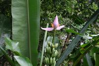 Nationalpark Tijuca in Rio de Janeiro
