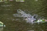 Everglades