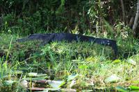 Everglades