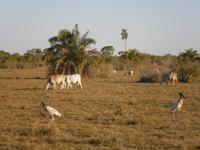 Pantanal &ndash; &copy; Helen Krippner (Eberhardt TRAVEL)