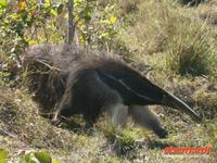 Pantanal - Ameisenbär &ndash; &copy; Helen Krippner (Eberhardt TRAVEL)