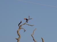 Tukan &ndash; &copy; Sylvia Sann (Eberhardt TRAVEL)