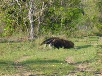 Ameisenbär &ndash; &copy; Sylvia Sann (Eberhardt TRAVEL)