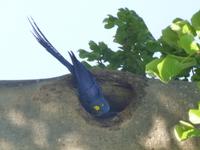 Ara im Baum &ndash; &copy; Sylvia Sann (Eberhardt TRAVEL)