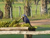 Ara-Papagei &ndash; &copy; Sylvia Sann (Eberhardt TRAVEL)