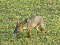 Fuchs &ndash; &copy; Sylvia Sann (Eberhardt TRAVEL)