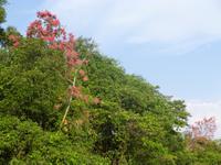Im Pantanal &ndash; &copy; Sylvia Sann (Eberhardt TRAVEL)