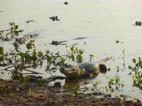 Kaimanbeobachtung &ndash; &copy; Sylvia Sann (Eberhardt TRAVEL)