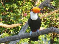 Tukan &ndash; &copy; Sylvia Sann (Eberhardt TRAVEL)