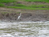 Fischereiher &ndash; &copy; Sylvia Sann (Eberhardt TRAVEL)