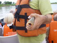 Piranhas hautnah &ndash; &copy; Sylvia Sann (Eberhardt TRAVEL)