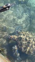 Schildkröten im Hafenbecken von Hanga Roa
