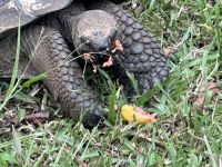 Galapagos - Santa Cruz - Riesenschildkröte &ndash; &copy; Sabine Letzybyll (Eberhardt TRAVEL)