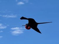 Fregattvogel &ndash; &copy; Sabine Letzybyll (Eberhardt TRAVEL)