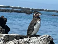 Galapagos - Isabela - Los Tuneles - Pinguin &ndash; &copy; Sabine Letzybyll (Eberhardt TRAVEL)