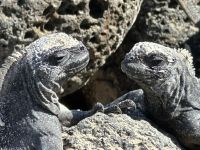 Galapagos - Insel Isabela - Meeresechsen &ndash; &copy; Sabine Letzybyll (Eberhardt TRAVEL)