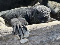 Galapagos - Insel Isabela - Meeresechse &ndash; &copy; Sabine Letzybyll (Eberhardt TRAVEL)