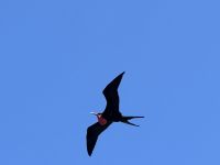 Galapagos - Insel Lobos - Fregattvogel &ndash; &copy; Sabine Letzybyll (Eberhardt TRAVEL)