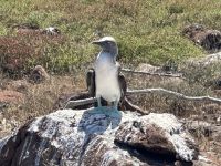 Galapagos -  Blaufußtölpel &ndash; &copy; Sabine Letzybyll (Eberhardt TRAVEL)