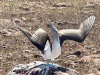 Galapagos - Blaufußtölpel &ndash; &copy; Sabine Letzybyll (Eberhardt TRAVEL)
