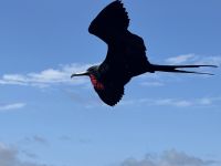Galapagos - Fregattvogel &ndash; &copy; Sabine Letzybyll (Eberhardt TRAVEL)