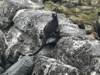 Galapagos - Santa Cruz - Meerechse &ndash; &copy; Sabine Letzybyll (Eberhardt TRAVEL)