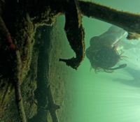 Galapagos - Seepferdchen beim Schnorcheln entdeckt &ndash; &copy; Sabine Letzybyll (Eberhardt TRAVEL)