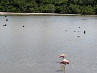 Galapagos - Isabela - Flamingos &ndash; &copy; Sabine Letzybyll (Eberhardt TRAVEL)