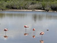 Galapagos - Isabela - Flamingos &ndash; &copy; Sabine Letzybyll (Eberhardt TRAVEL)