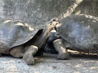 Arnaldo-Tupiza-Chamaidan - Giant Tortoise Breeding Center - Schildkrötenaufzuchtscenter &ndash; &copy; Sabine Letzybyll (Eberhardt TRAVEL)