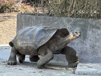 Galapagos - Landschildkröte &ndash; &copy; Sabine Letzybyll (Eberhardt TRAVEL)