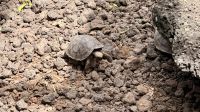Baby, Galapagos-Riesenschildkröte, Charles Darwin Station, Santa Cruz &ndash; &copy; Mareike Schmidt (Eberhardt TRAVEL)