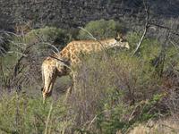 Hübsche Giraffen überall