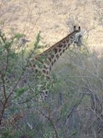 Giraffen überall