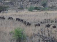 Eine Herde Gnus 