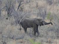Ein Elefant in Action