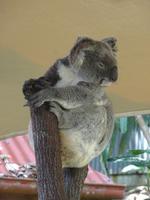 Süße Koalas in Kuranda