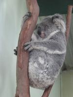 Koalas 