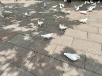 Volksplatz, Shanghai &ndash; &copy; Mareike Schmidt (Eberhardt TRAVEL)