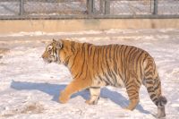Sibirischer Tiger Park in Harbin - China &ndash; &copy; Sten Bernhardt (Eberhardt TRAVEL)