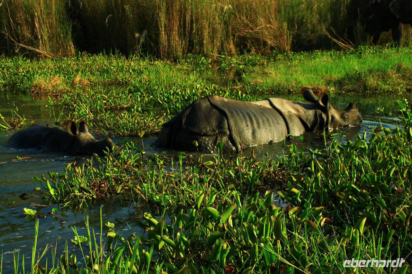 548 Im Chitwan Nationalpark &ndash; &copy; Denise Hartmann (Eberhardt TRAVEL)