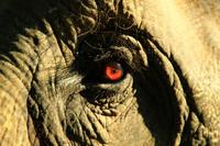 536 Im Chitwan Nationalpark &ndash; &copy; Denise Hartmann (Eberhardt TRAVEL)