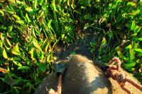 543 Im Chitwan Nationalpark &ndash; &copy; Denise Hartmann (Eberhardt TRAVEL)