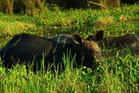 546 Im Chitwan Nationalpark &ndash; &copy; Denise Hartmann (Eberhardt TRAVEL)