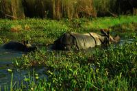 548 Im Chitwan Nationalpark &ndash; &copy; Denise Hartmann (Eberhardt TRAVEL)