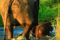 560 Im Chitwan Nationalpark &ndash; &copy; Denise Hartmann (Eberhardt TRAVEL)